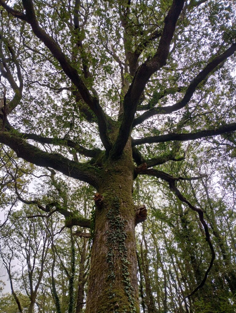 arbre remarquable